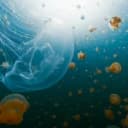 NASA Sent Thousands of Jellyfish to Space in 1991. The Babies Born Up There Couldn't Handle Earth