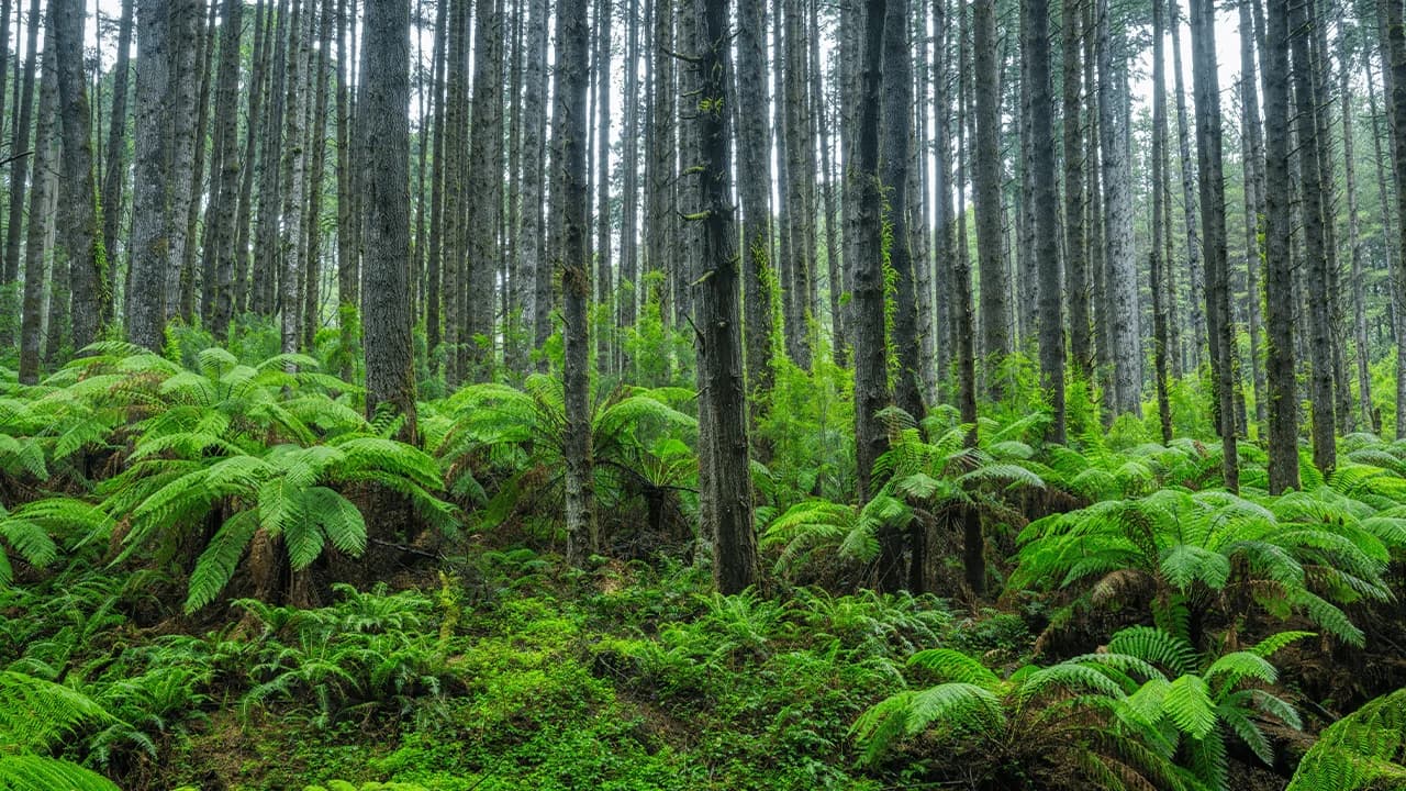 Scientists Stumbled Back Onto a Forest Experiment Abandoned for 30 Years, and the Results Stunned Them